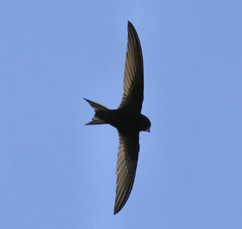 A swift in flight